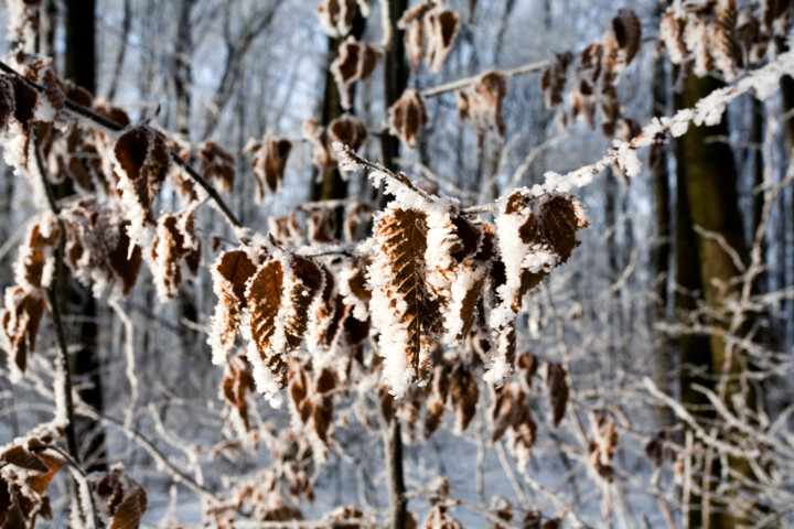 Photographie intitulée "winter" par Unknown Artist, Œuvre d'art originale, Photographie numérique