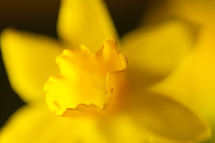 Fotografía titulada "yellow flower" por Unknown Artist, Obra de arte original