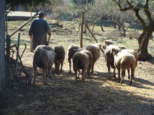 Φωτογραφία με τίτλο "O pastor e o rebanh…" από Urbano Da Cruz, Αυθεντικά έργα τέχνης, Ψηφιακή φωτογραφία