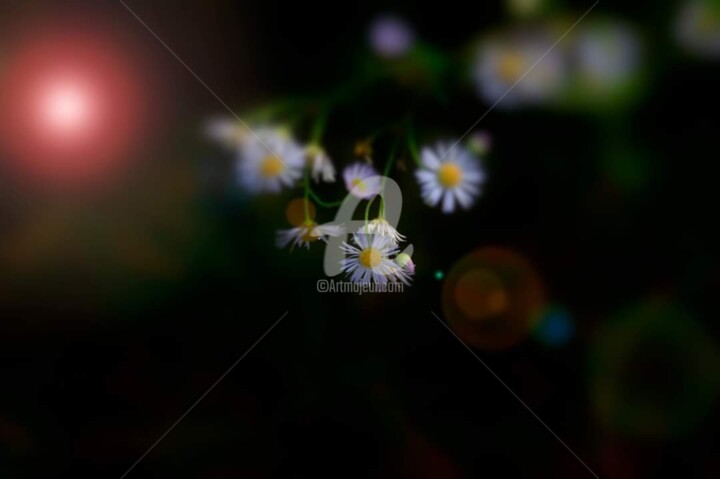 Fotografia zatytułowany „Kwiatki” autorstwa Urszula Elżbieta Owsiana (qulia), Oryginalna praca, Fotografia cyfrowa