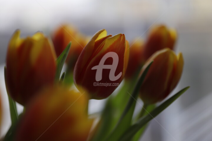 Fotografia zatytułowany „tulipany” autorstwa Urszula Elżbieta Owsiana (qulia), Oryginalna praca, Fotografia nie manipulowana