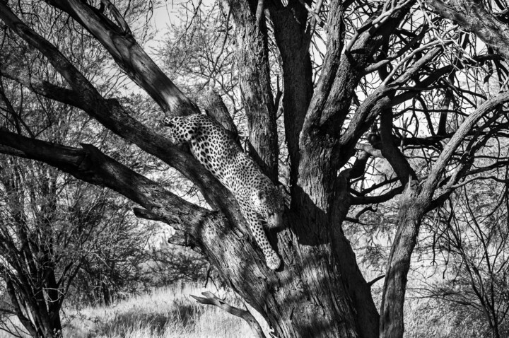 Photographie intitulée "Leopard-4186-SW" par Uwe Bauch, Œuvre d'art originale, Photographie numérique