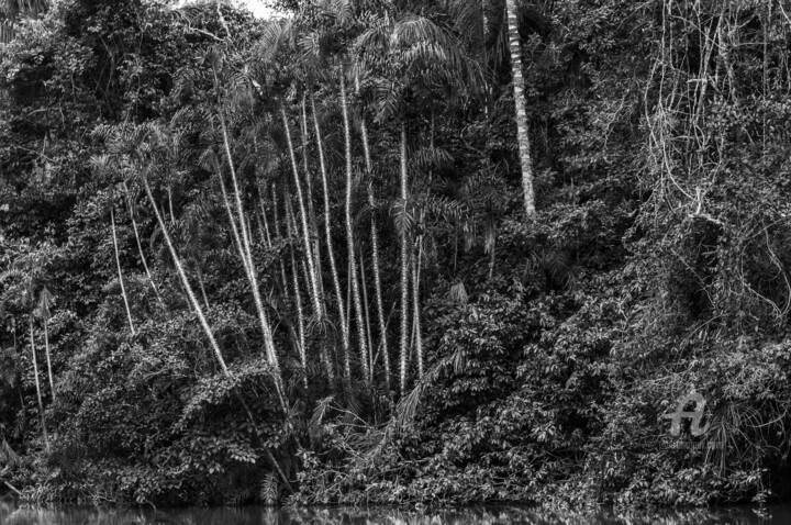 Fotografie mit dem Titel "Amazonia-8966-SW" von Uwe Bauch, Original-Kunstwerk, Digitale Fotografie