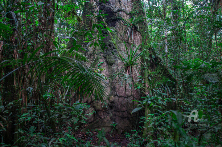 Fotografie mit dem Titel "Amazonia-8926" von Uwe Bauch, Original-Kunstwerk, Digitale Fotografie