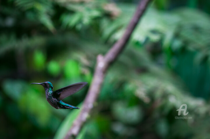 "Kolibri-0831" başlıklı Fotoğraf Uwe Bauch tarafından, Orijinal sanat, Dijital Fotoğrafçılık