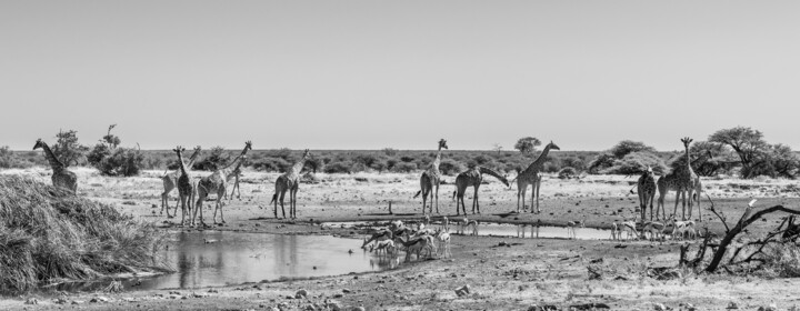 Fotografie mit dem Titel "Waterhole 2651-Pano…" von Uwe Bauch, Original-Kunstwerk, Digitale Fotografie