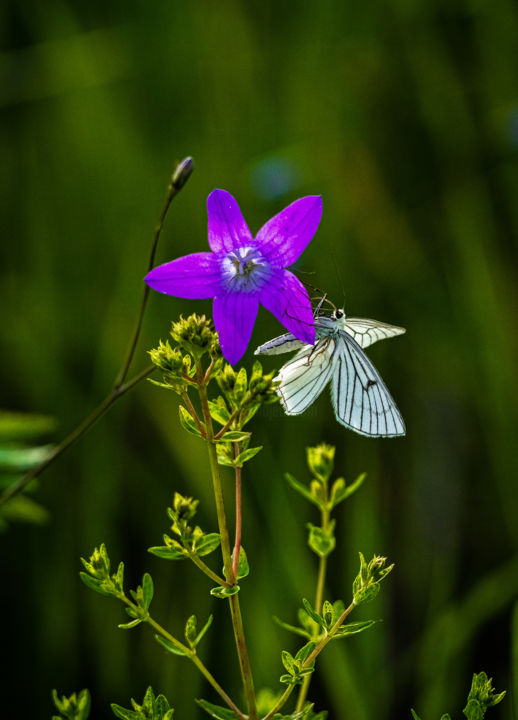 Фотография под названием "Боярышница на цветке" - Владимир Коновалов, Подлинное произведение искусства, Цифровая фотография