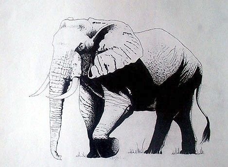 Desenho intitulada "Elephant" por Vachagan Gratian, Obras de arte originais, Outro