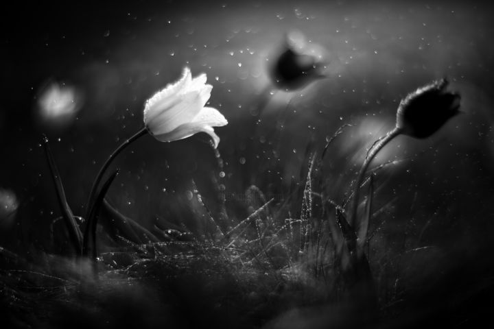 Steppe Flower Black And White Version Fotografiya Vadim Fedotov Artmajeur