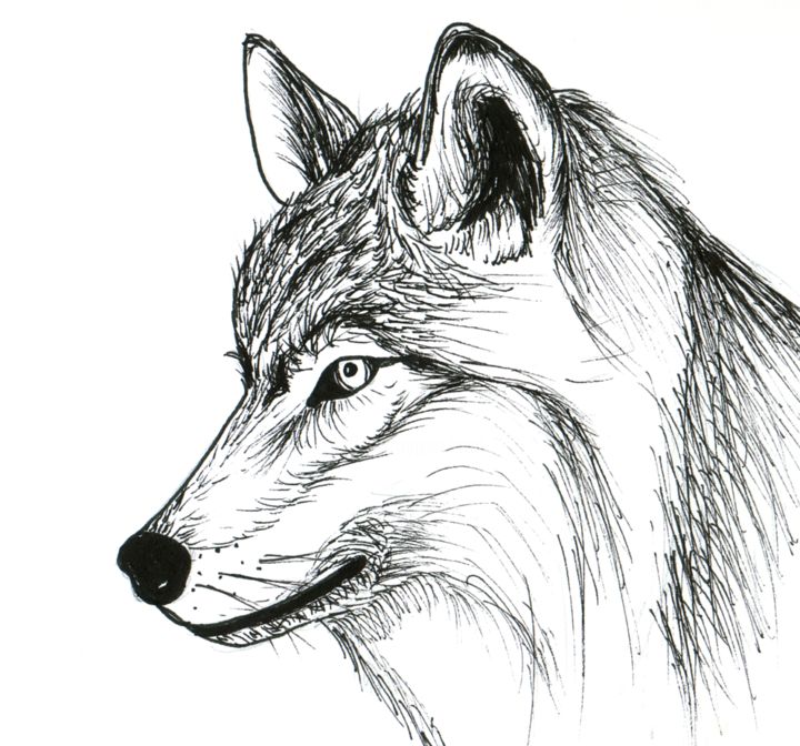 Drawing titled "Loup" by Valentine Fasquel, Original Artwork