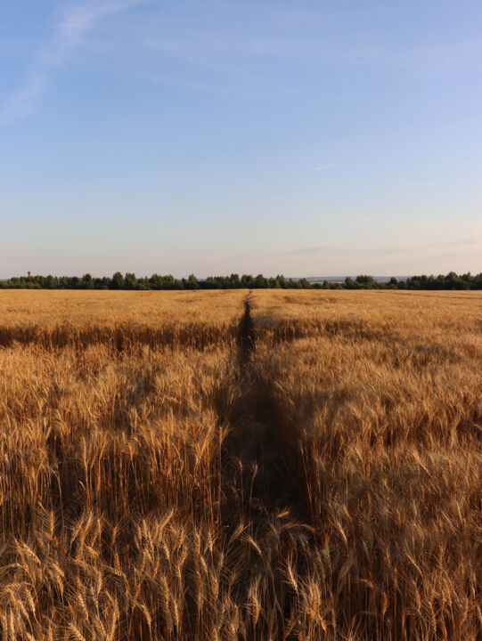 Fotografía titulada "Field and space" por Valeria Nikitina, Obra de arte original, Fotografía digital