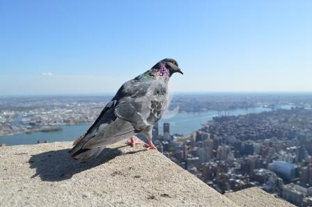 Photography titled "Pigeon NY" by Valériane, Original Artwork