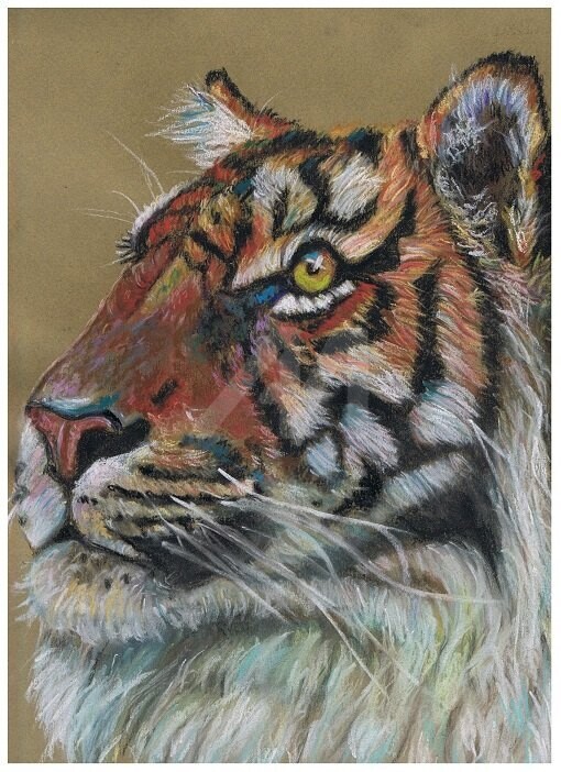 Drawing titled "Tigre" by Valérie Barrett, Original Art, Pastel