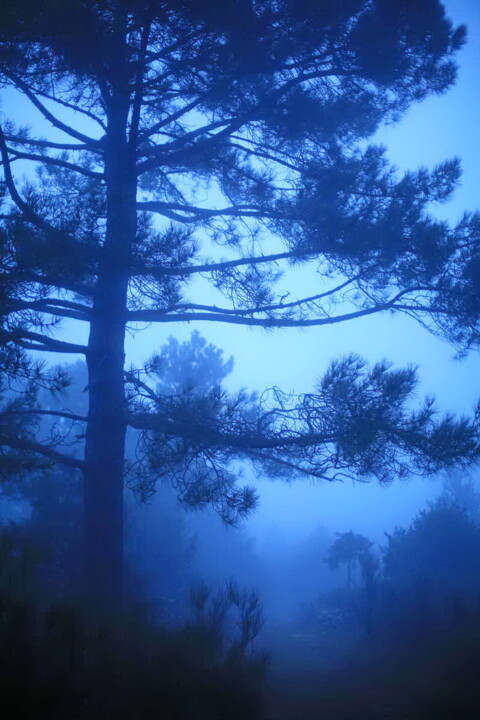 Photography titled "La forêt bleue" by Valery Trillaud, Original Artwork, Digital Photography