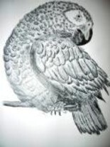 「Parrot」というタイトルの絵画 Vanda Estrigaによって, オリジナルのアートワーク