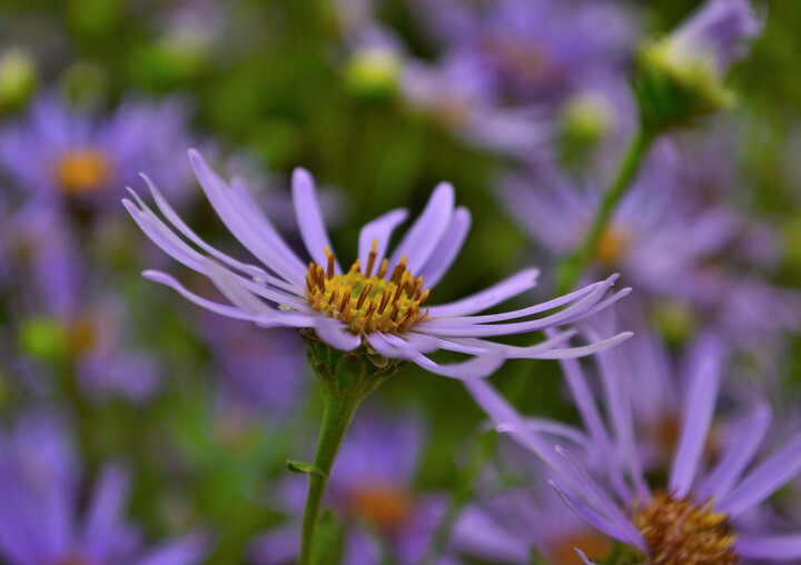 Fotografie getiteld "Purple flowers" door Vanja Rosenthal, Origineel Kunstwerk, Digitale fotografie