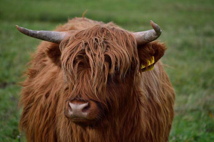 Photography titled "Highlander cow" by Vanja Rosenthal, Original Artwork, Digital Photography