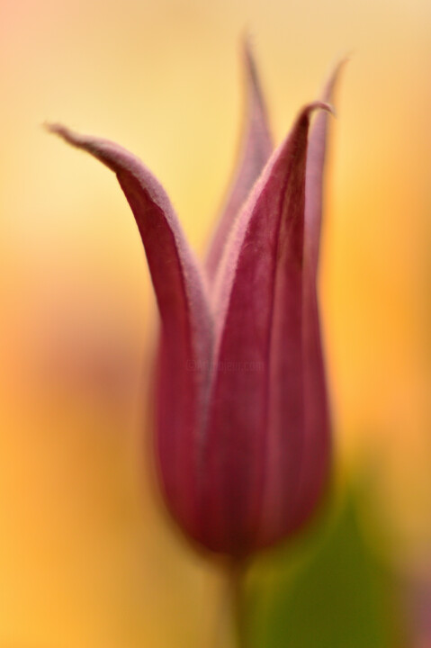 "Purple flower" başlıklı Fotoğraf Vanja Rosenthal tarafından, Orijinal sanat, Dijital Fotoğrafçılık