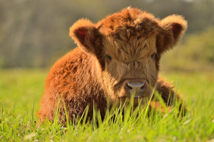 "Fluffy longhaired c…" başlıklı Fotoğraf Vanja Rosenthal tarafından, Orijinal sanat, Dijital Fotoğrafçılık