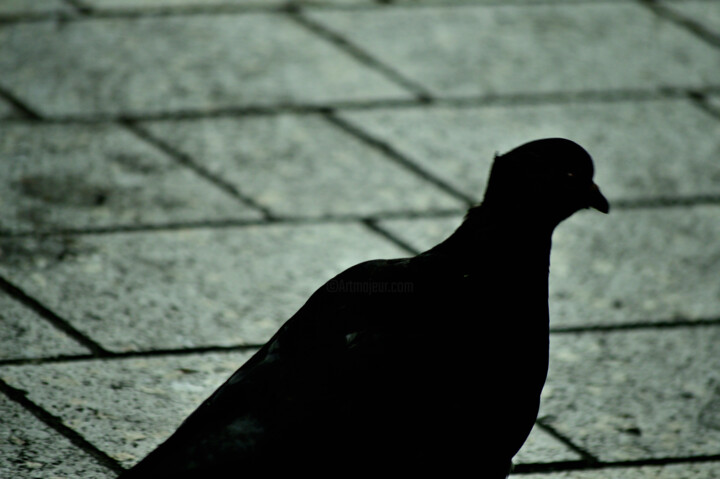 摄影 标题为“Pigeon” 由Vanja Rosenthal, 原创艺术品, 数码摄影