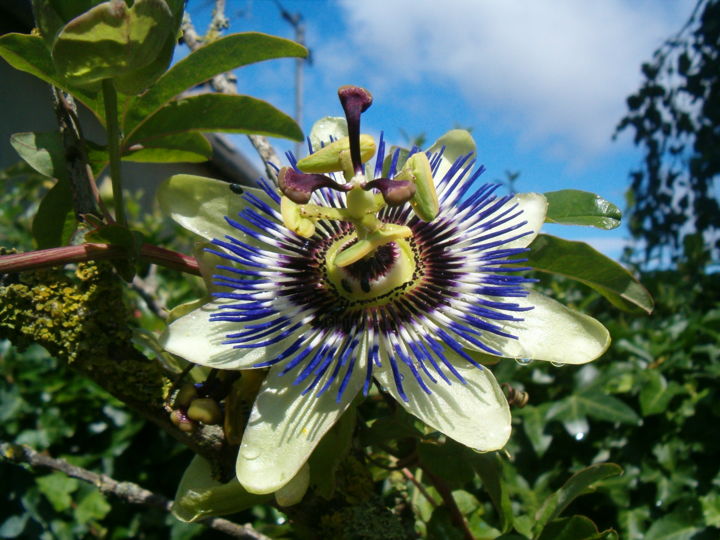 Photography titled "passiflora" by Shirley De Wallens, Original Artwork