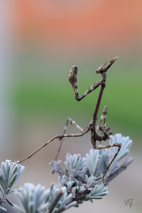 Fotografia zatytułowany „En garde” autorstwa Val Aroca-Troyano, Oryginalna praca, Fotografia cyfrowa