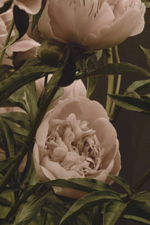 Fotografie mit dem Titel "Flowerissimo_10367" von Michael Vdovin, Original-Kunstwerk, Digitale Fotografie