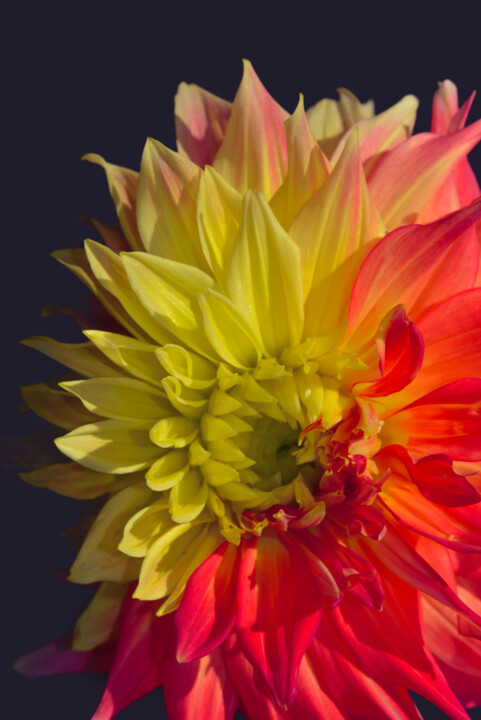 Fotografia intitolato "Flowerissimo_14608" da Michael Vdovin, Opera d'arte originale, Fotografia digitale