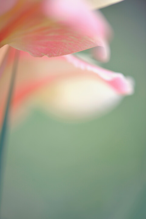 Photography titled "Flowerissimo_12312" by Michael Vdovin, Original Artwork, Digital Photography
