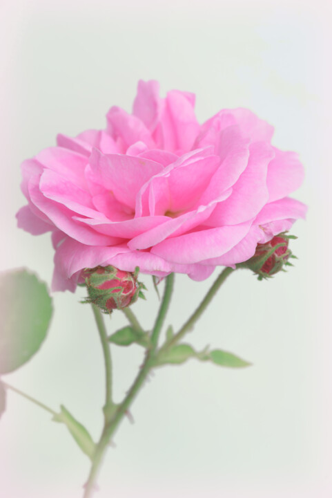 Photography titled "Flowerissimo_19135" by Michael Vdovin, Original Artwork, Digital Photography
