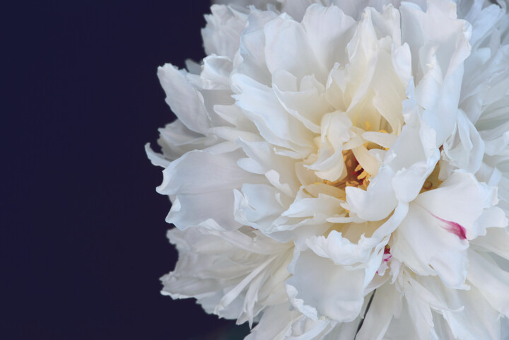 Photography titled "Flowerissimo_14096" by Michael Vdovin, Original Artwork, Digital Photography