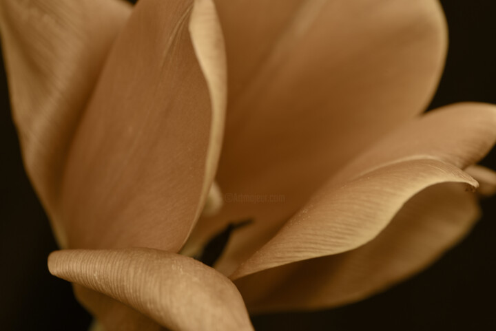 Photographie intitulée "Flowerissimo_10715" par Michael Vdovin, Œuvre d'art originale, Photographie numérique