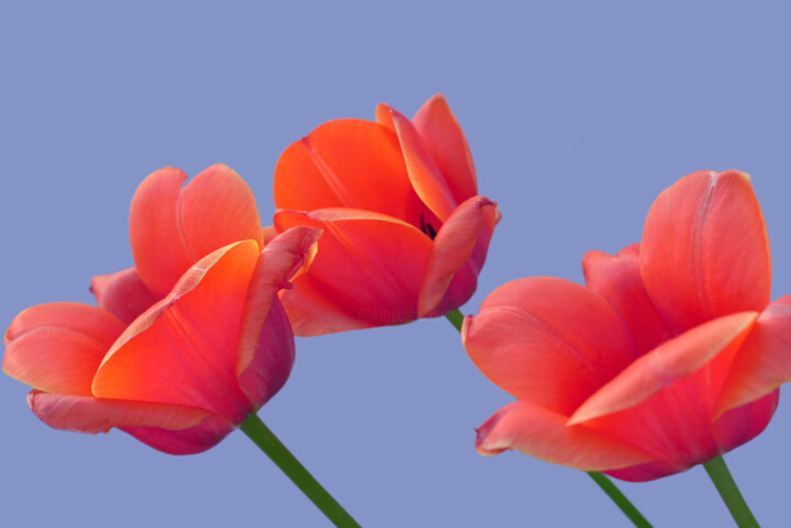 Фотография под названием "Flowerissimo_10279" - Michael Vdovin, Подлинное произведение искусства, Цифровая фотография