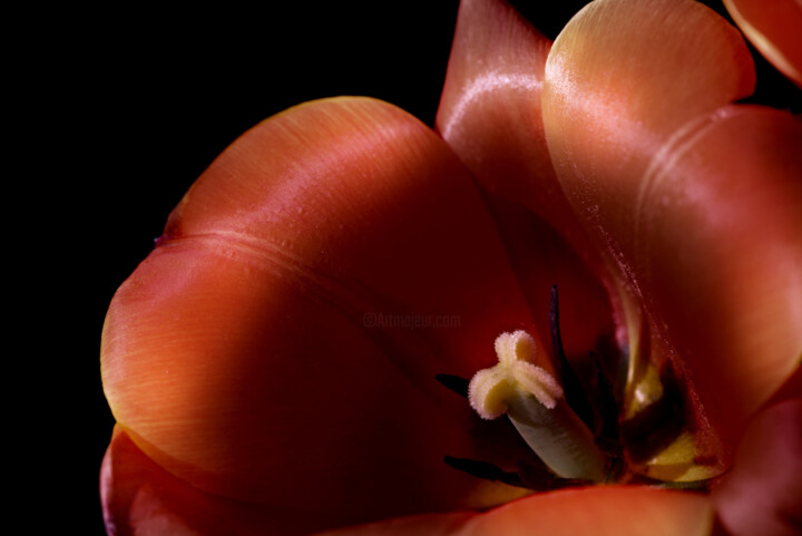 Photographie intitulée "Flowerissimo_10182" par Michael Vdovin, Œuvre d'art originale, Photographie numérique