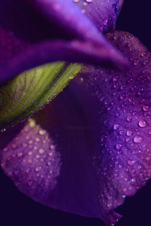 摄影 标题为“Flowerissimo_16701” 由Michael Vdovin, 原创艺术品, 数码摄影