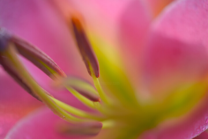 Photographie intitulée "Flowerissimo_14345" par Michael Vdovin, Œuvre d'art originale, Photographie numérique