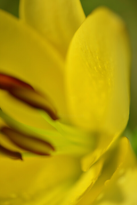 Photographie intitulée "Flowerissimo_13695" par Michael Vdovin, Œuvre d'art originale, Photographie numérique