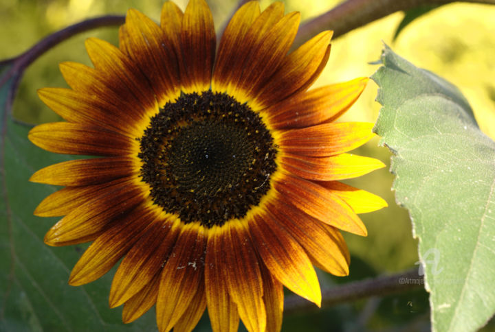 Tournesol Rouge Photography By Veronelle Artmajeur