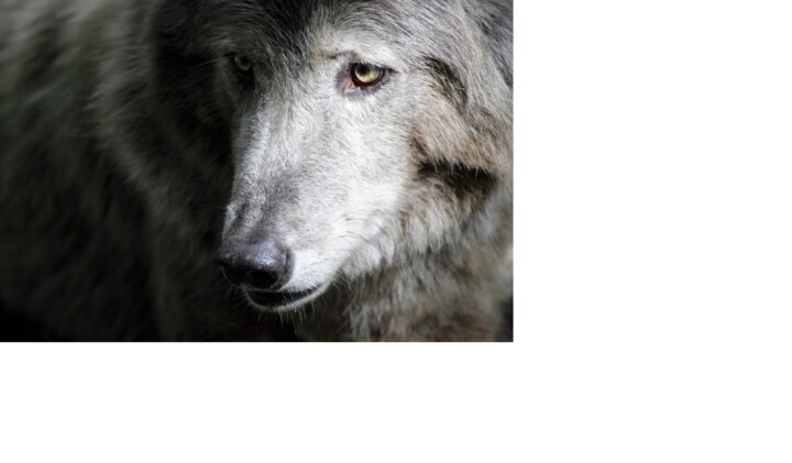 Fotografia intitulada "Wolf" por Véronique Fournier, Obras de arte originais, Fotografia digital