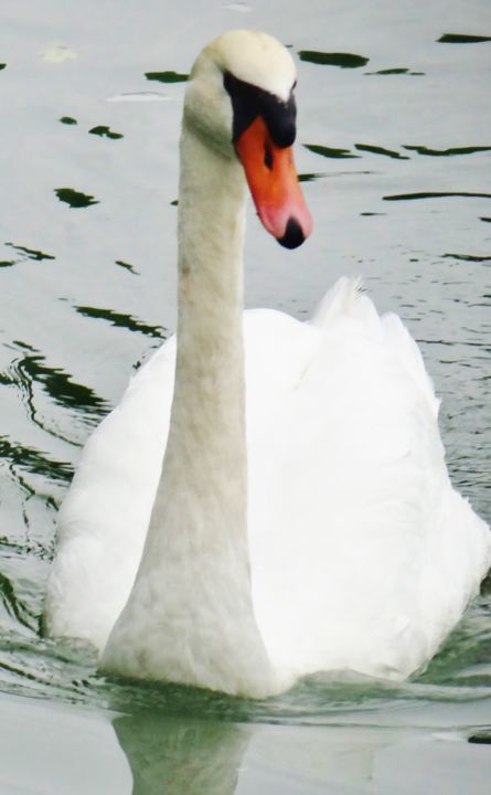 Photography titled "Cygne" by Véro Tanne Photo, Original Artwork