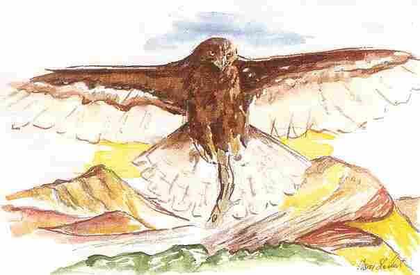 Peinture intitulée "eagle" par Vesna Milovic Slabbert, Œuvre d'art originale