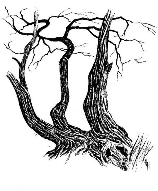 Drawing titled "old tree" by Wind (Veter), Original Artwork