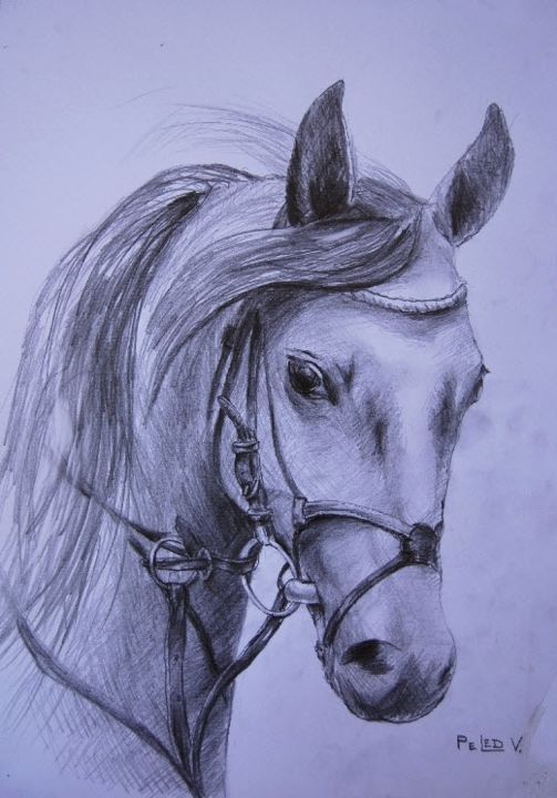 Drawing titled "Profile beloved hor…" by Painter Victor Peled, Original Artwork, Pencil