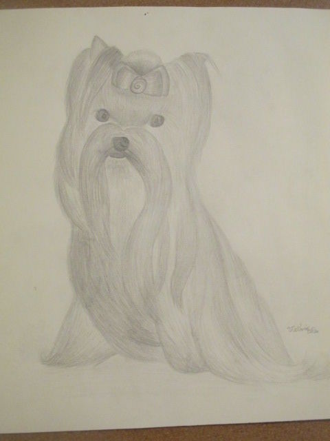 Dessin intitulée "Yorkshire Terrier" par Victoria Deaton, Œuvre d'art originale, Crayon