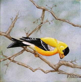 Schilderij getiteld "American Goldfinch" door Victoria Wallace, Origineel Kunstwerk