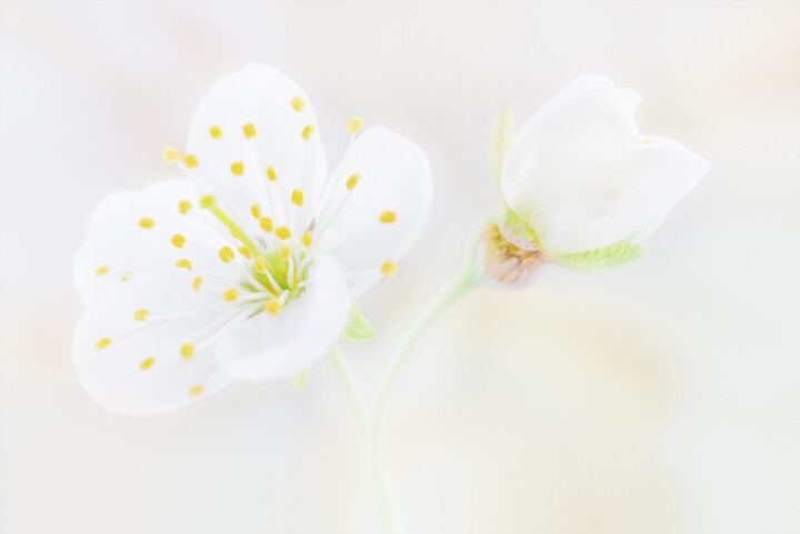 Photographie intitulée "Cherry blossom from…" par Viktoriia Krulko, Œuvre d'art originale, Photographie numérique