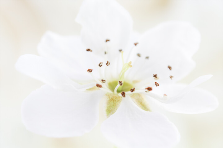 Fotografie getiteld "Flower from the "Te…" door Viktoriia Krulko, Origineel Kunstwerk, Digitale fotografie