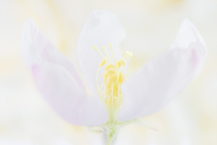 Fotografia intitolato "Spring flowering fr…" da Viktoriia Krulko, Opera d'arte originale, Fotografia digitale