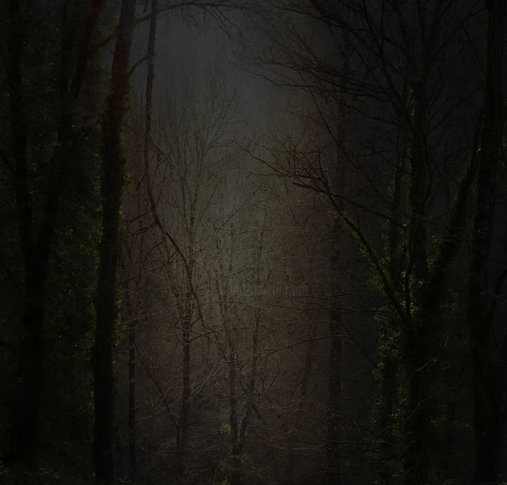 Photographie intitulée "forêt 2" par Vincent Frediani, Œuvre d'art originale, Photographie numérique