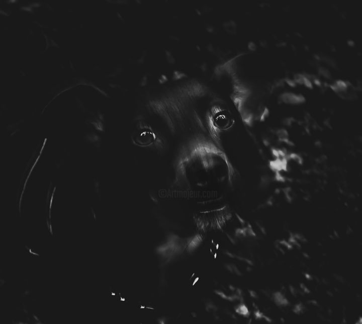 Fotografie mit dem Titel "temps de chien" von Vincent Frediani, Original-Kunstwerk, Digitale Fotografie